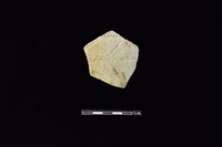 陶片藏品圖，第1張